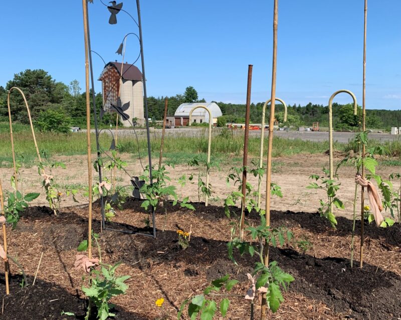 Tomato bed
